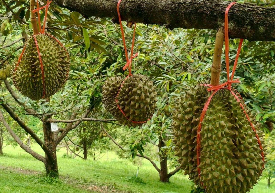 ทุเรียน ทุเรียน