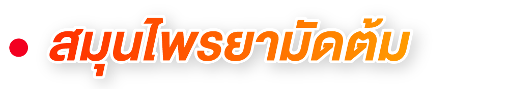 สมุนไพรยามัดต้ม สมุนไพรยามัดต้ม